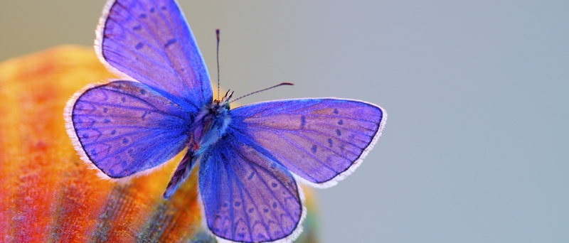 Все о бабочках в Саранске | ЗооТом портал о животных