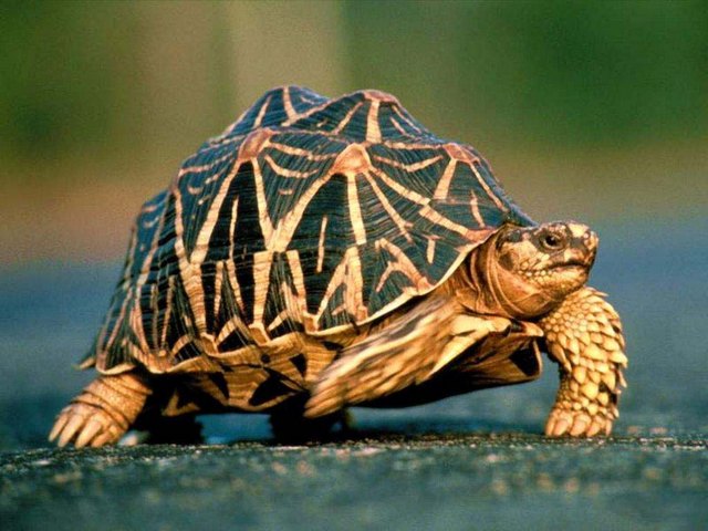 Все о черепахах в Саранске | ЗооТом портал о животных