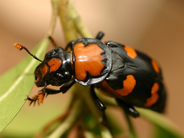 Все о жуках в Саранске | ЗооТом портал о животных