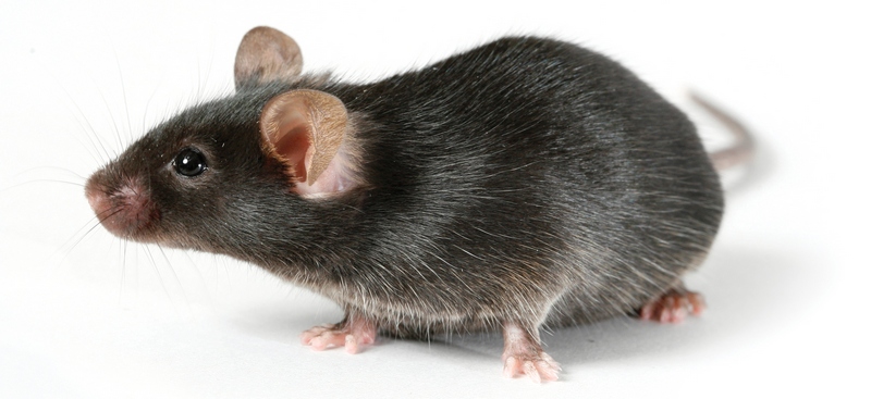 Все о крысах в Саранске | ЗооТом портал о животных