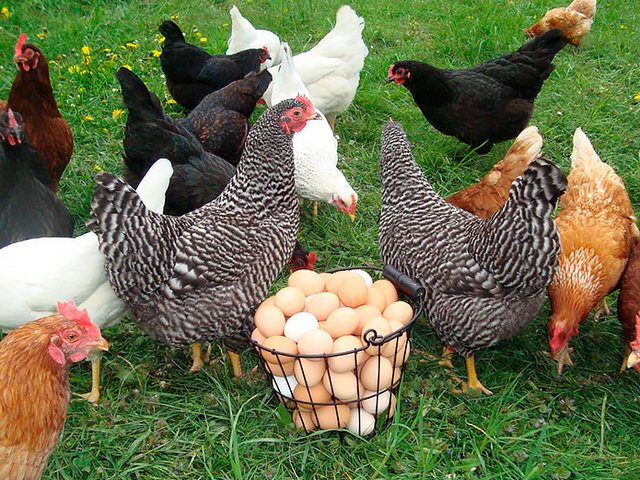 Содержание кур и уход за ними | ЗооТом - продажа, вязка и услуги для животных в Саранске