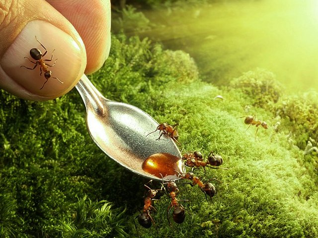 Все о муравьях в Саранске | ЗооТом портал о животных