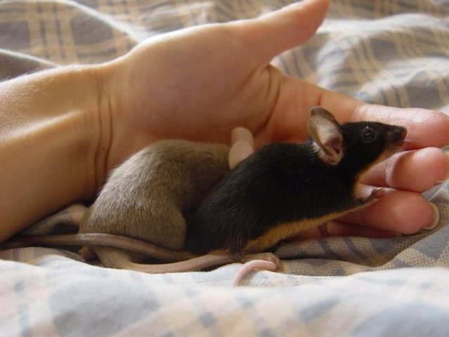 Все о мышах в Саранске | ЗооТом - продажа, вязка и услуги для животных в Саранске