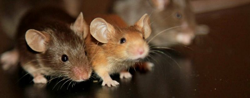Все о мышах в Саранске | ЗооТом - продажа, вязка и услуги для животных в Саранске