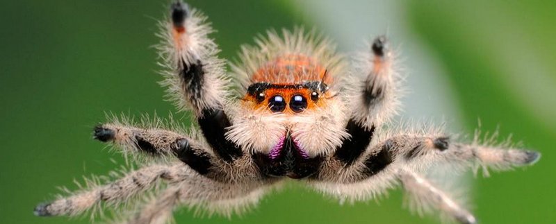 Все о пауках в Саранске | ЗооТом портал о животных