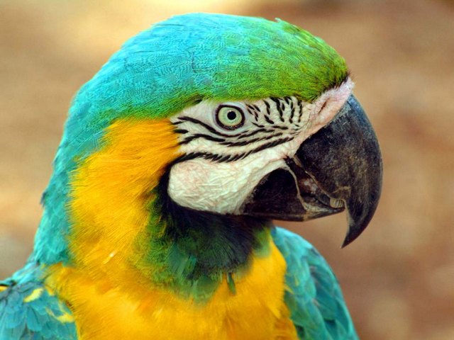 Все о попугаях в Саранске | ЗооТом портал о животных
