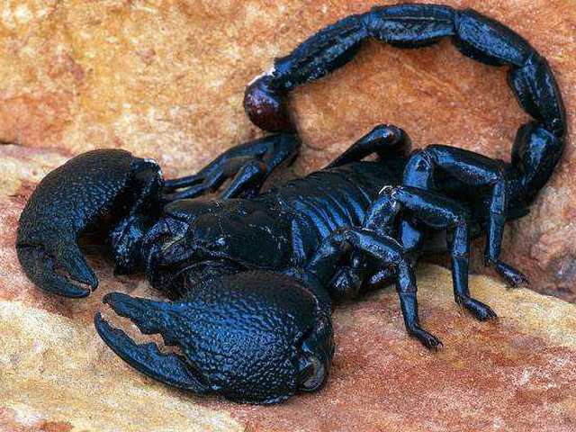 Все о скорпионах в Саранске | ЗооТом портал о животных