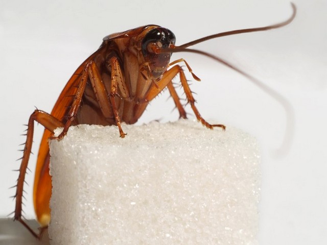 Все о тараканах в Саранске | ЗооТом портал о животных