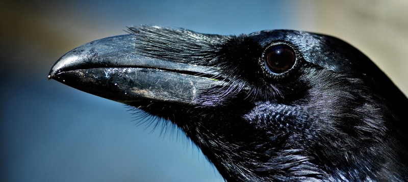 Все о воронах в Саранске | ЗооТом портал о животных