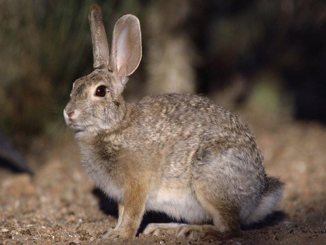 Все о зайцах | ЗооТом - продажа, вязка и услуги для животных в Саранске