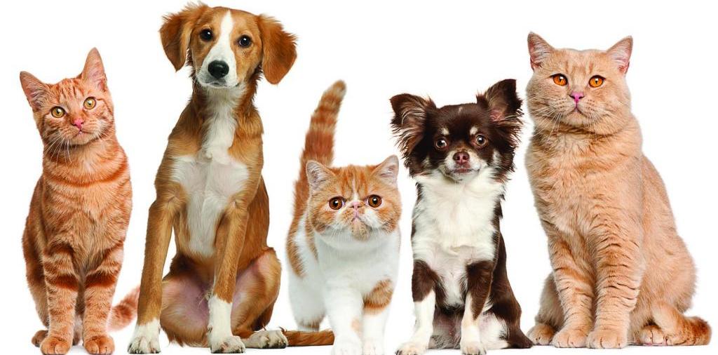 Доска объявлений о животных | ЗооТом - продажа, вязка и услуги для животных в Саранске