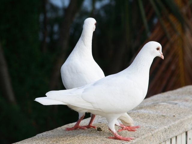 Все о голубях | ЗооТом - продажа, вязка и услуги для животных в Саранске
