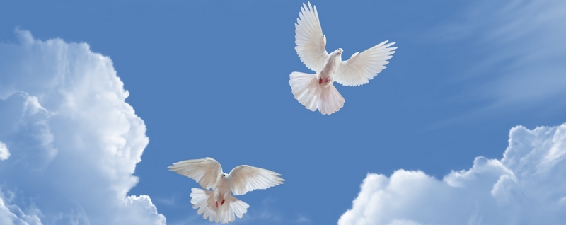 Все о голубях | ЗооТом - продажа, вязка и услуги для животных в Саранске
