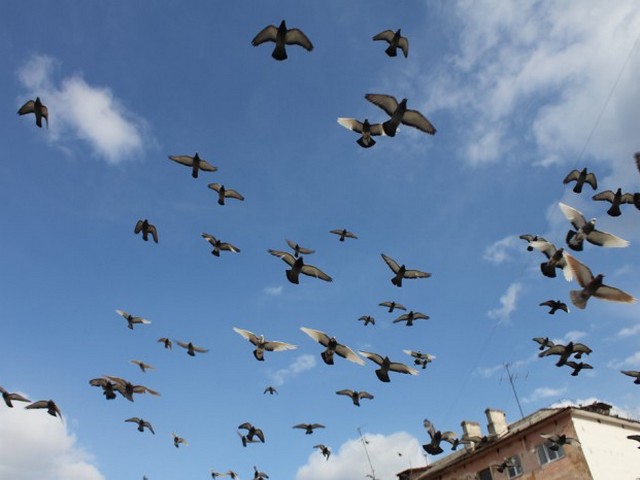 Голуби над городом | ЗооТом - продажа, вязка и услуги для животных в Саранске