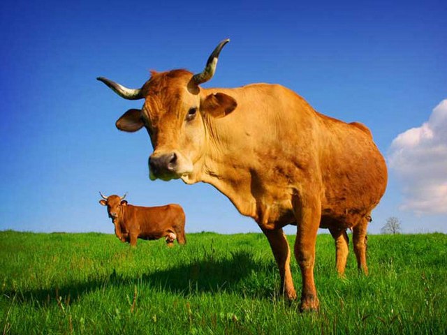 Все о коровах в Саранске | ЗооТом портал о животных