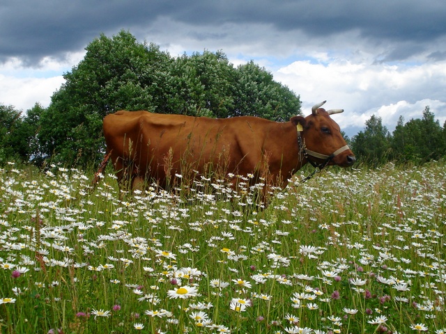 Все о коровах в Саранске | ЗооТом портал о животных