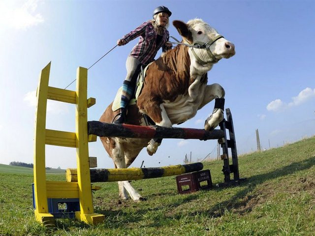 Статьи о коровах в Саранске | ЗооТом портал о животных