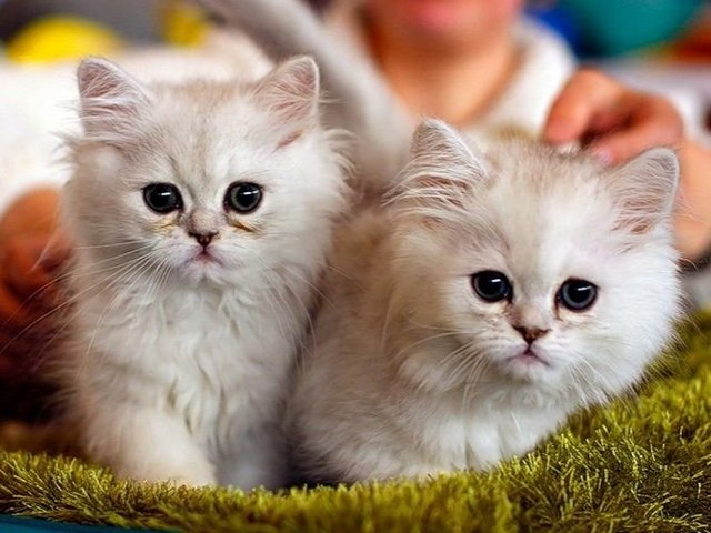 Породы кошек в Саранске | ЗооТом портал о животных