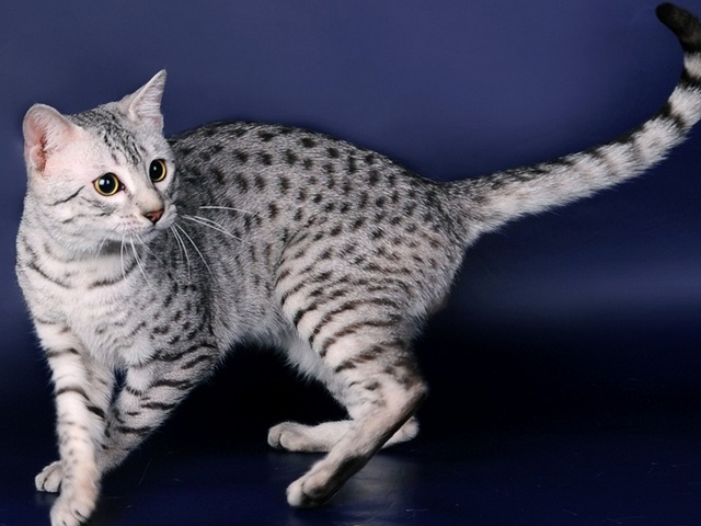 Породы кошек в Саранске | ЗооТом портал о животных