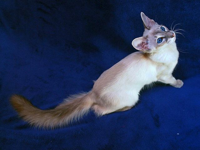 Выведенные породы кошек в Саранске | ЗооТом портал о животных