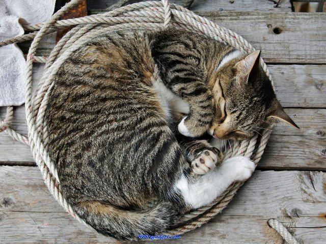 Все о кошках в Саранске | ЗооТом портал о животных