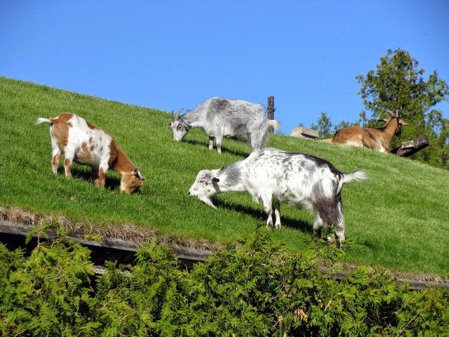 Все о козах в Саранске | ЗооТом портал о животных