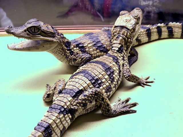 Все о крокодилах в Саранске | ЗооТом портал о животных