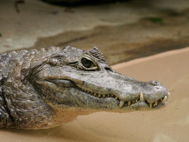 Все о крокодилах в Саранске | ЗооТом портал о животных
