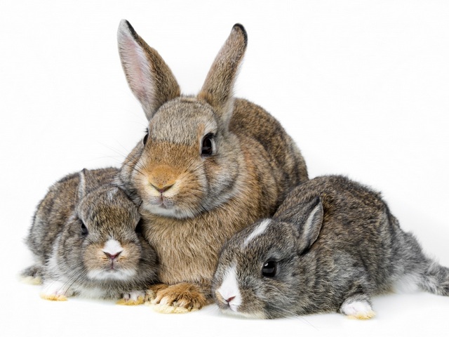 Все о кроликах в Саранске | ЗооТом портал о животных