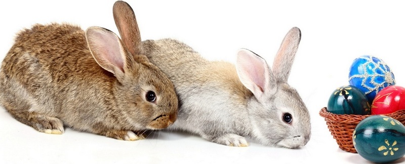 Все о кроликах в Саранске | ЗооТом портал о животных