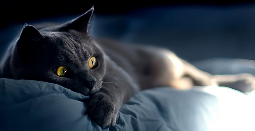 Объявления о кошках | ЗооТом - продажа, вязка и услуги для животных в Саранске