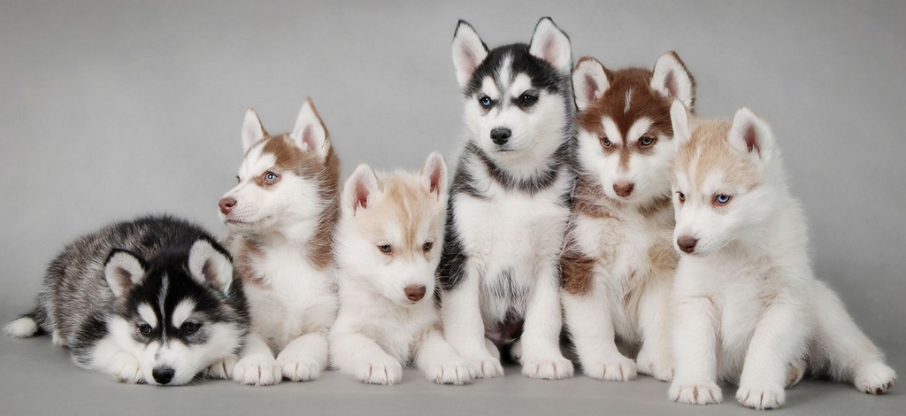 Объявления о собаках | ЗооТом - продажа, вязка и услуги для животных в Саранске