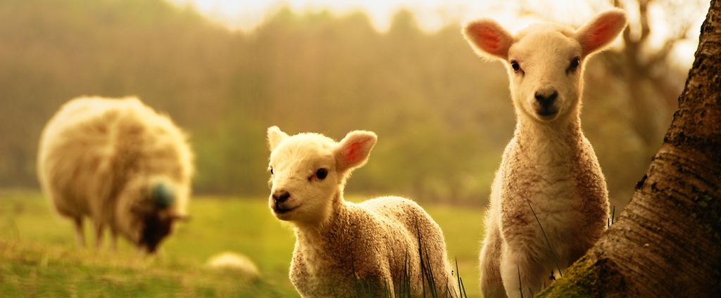 Объявления о сельскохозяйственных животных | ЗооТом - продажа, вязка и услуги для животных в Саранске