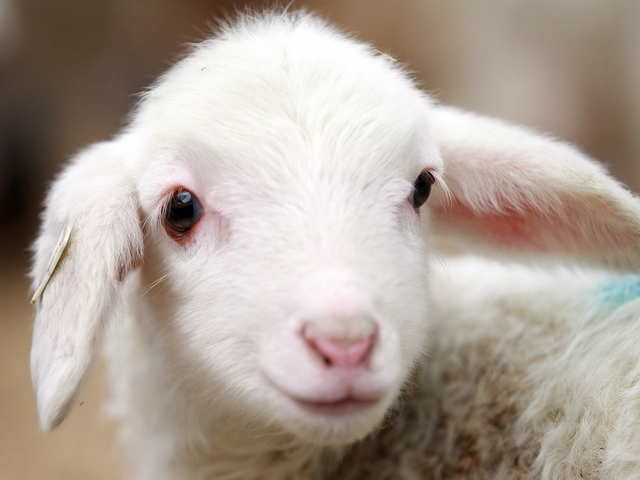Овцы и бараны в Саранске | ЗооТом портал о животных