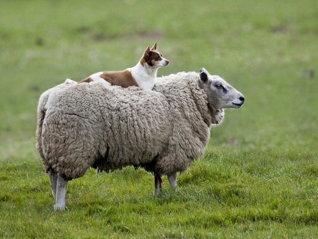 Все об овцах в Саранске | ЗооТом портал о животных