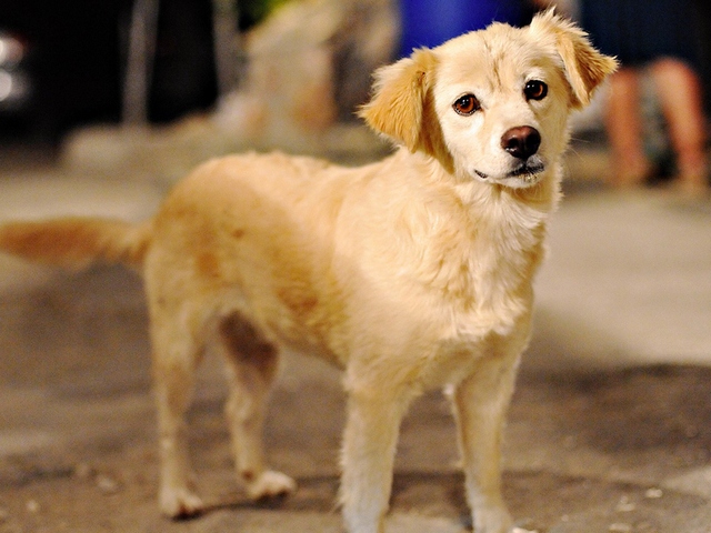 Породы собак в Саранске | ЗооТом портал о животных