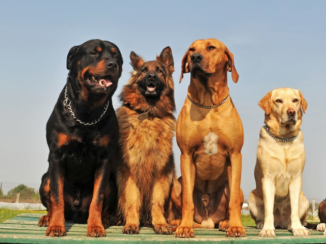 Крупные породы собак в Саранске | ЗооТом портал о животных