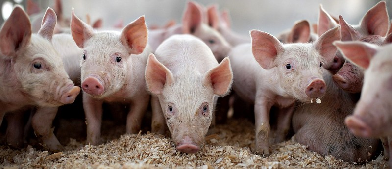 Все о свиньях в Саранске | ЗооТом портал о животных
