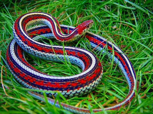 Все о змеях в Саранске | ЗооТом портал о животных