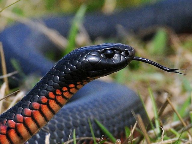 Все о змеях в Саранске | ЗооТом портал о животных
